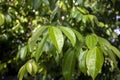 Daun Kayu Manis, Cinnamon tree Cinnamomum zeylanicum green leaves with water splash Royalty Free Stock Photo