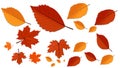Modern Design happy Thanks giving leaf collection