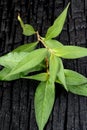 Daun Kesum - Asian Herb