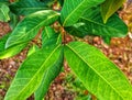 Daun salam, Indonesia bay leaves Royalty Free Stock Photo