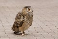 Dauntless owl Royalty Free Stock Photo