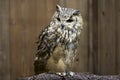 Dauntless owl Royalty Free Stock Photo