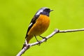 Daurian Redstart birds