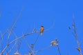 Daurian Redstart