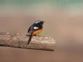 Daurian Redstart