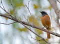 A Daurian redstart perched on a tree Royalty Free Stock Photo