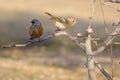 Daurian Redstart and Oriental Greenfinch Royalty Free Stock Photo