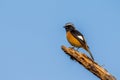 Daurian Redstart Perching on withered tree