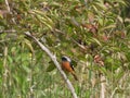 Daurian Redstart