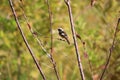 Daurian Redstart