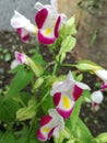 A Beautiful and Exotic Torenia fournieri flower,in the garden Royalty Free Stock Photo