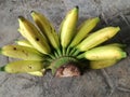 Bunch Bananas on a cement floor in the yard Royalty Free Stock Photo