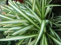 The Closeup, Beautiful Plant clorophytum comosum leaves with green and white color in the garden with with nature Background