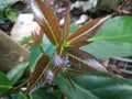 The Closeup, Fresh leaves young Syzygium malaccense with brown and green color in the garden a with natural Background