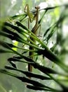 The dancing mantis hid from the plant. Royalty Free Stock Photo