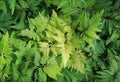 Davallia canariensis green fern plant in summer garden