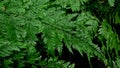 Davallia fern on dark background