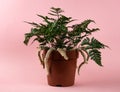 Davallia mariesii in brown pot with pink background Royalty Free Stock Photo