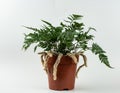 Davallia mariesii in brown pot with white background Royalty Free Stock Photo