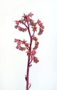 Dick`s Pink Succulent Flower Stalk