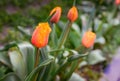 Davenport tulips. Flower tulips background. Beautiful view of red and yellow tulips under sunlight landscape at the middle of spri Royalty Free Stock Photo