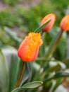 Davenport tulips. Flower tulips background. Beautiful view of red and yellow tulips under sunlight landscape at the middle of spri Royalty Free Stock Photo