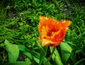 Davenport tulips. Flower tulips background. Beautiful view of red and yellow tulips under sunlight landscape at the middle of spri Royalty Free Stock Photo