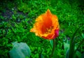 Davenport tulips. Flower tulips background. Beautiful view of red and yellow tulips under sunlight landscape at the middle of spri Royalty Free Stock Photo