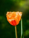 Davenport tulips. Flower tulips background. Beautiful view of red and yellow tulips under sunlight landscape at the middle of spri Royalty Free Stock Photo