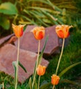 Davenport tulips. Flower tulips background. Beautiful view of red and yellow tulips under sunlight landscape at the middle of spri Royalty Free Stock Photo