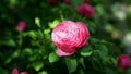 David Austin rose rosebud Royalty Free Stock Photo