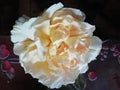 A David Austin yellow rose close up. Golden celebration