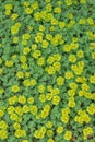 Davidâs golden saxifrage Chrysosplenium davidianum yellow-green groundcover