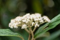 David viburnum Viburnum davidii, tiny white flowers Royalty Free Stock Photo