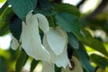 Davidia involcurata dove tree or handkerchief tree Royalty Free Stock Photo