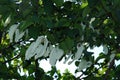 Davidia involcurata dove tree or handkerchief tree Royalty Free Stock Photo