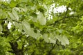 Davidia involucrata, the dove-tree, handkerchief tree, pocket handkerchief tree, or ghost tree, is a medium-sized Royalty Free Stock Photo