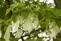 Davidia involucrata, the dove-tree, handkerchief tree, pocket handkerchief tree, or ghost tree, is a medium-sized Royalty Free Stock Photo