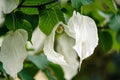 Davidia involcurata dove tree or handkerchief tree Royalty Free Stock Photo