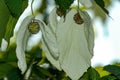 Davidia involcurata dove tree or handkerchief tree Royalty Free Stock Photo