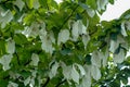 Davidia involcurata dove tree or handkerchief tree Royalty Free Stock Photo