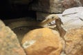 Davis Mountain rat snake Royalty Free Stock Photo