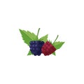 Dewberries Fruit Flat Design Vector Illustration Isolated on a white background Royalty Free Stock Photo