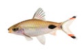 Dawkinsia filamentosa Barb Aquarium fish Royalty Free Stock Photo