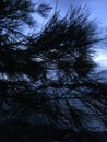 Dawn above Pacific Ocean Seen through Needles of Casuarina Tree Growing on Beach in Kapaa on Kauai Island, Hawaii.