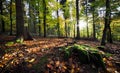 Dawn in autumn woodland Royalty Free Stock Photo