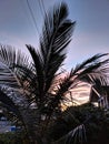 Dawn through Baby Coconut Tree in Kapahulu