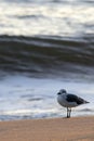 Dawn on the beach.