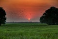 Dawn at bird cajuput in Thap Province, Vietnam