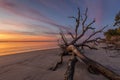 Dawn on Driftwood Beach - Jekyll Island